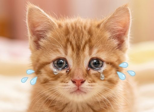 🐱 喵喵不是愛哭，是「貓皰疹」在搗蛋！