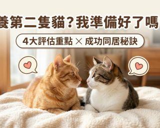 🐱 想養第二隻貓？「雙貓家庭」新手全攻略：4 大重點讓你家不變戰場！