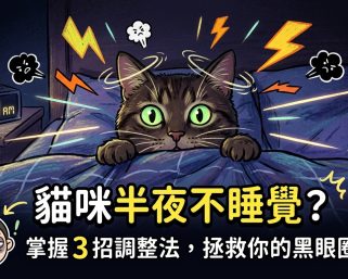 🐈 貓咪半夜開趴？3 招拯救鏟屎官睡眠，一覺到天亮！