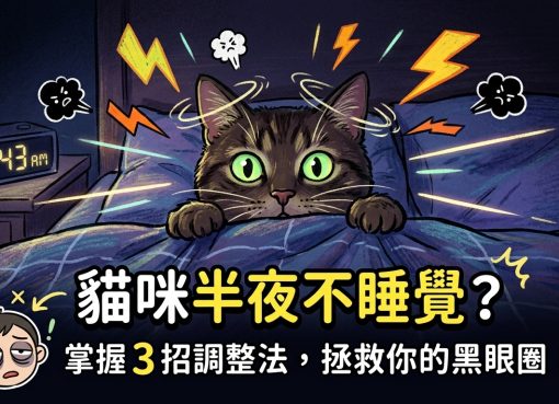 🐈 貓咪半夜開趴？3 招拯救鏟屎官睡眠，一覺到天亮！