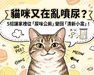 🐱 崩潰！家裡變公廁？5 招搞定貓咪噴尿地雷！