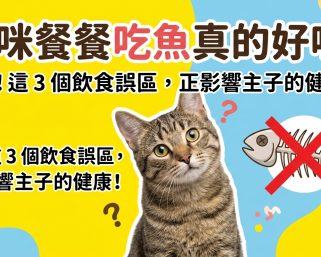 🐱 貓咪餐餐吃魚真的好嗎？打破「貓愛吃魚」的迷思！