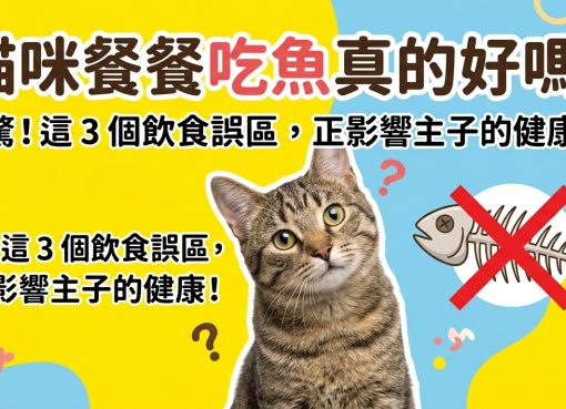 🐱 貓咪餐餐吃魚真的好嗎？打破「貓愛吃魚」的迷思！