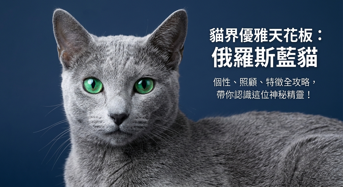 ✨ 貓界小紳士！優雅又神祕的「俄羅斯藍貓」全攻略 ✨