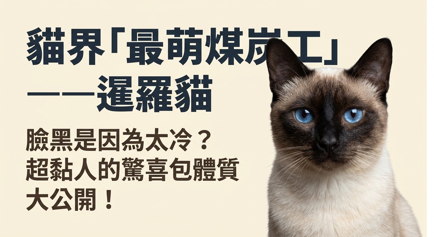 【貓界煤炭工出沒！】暹羅貓：超黏人、愛聊天，還是個「驚喜變色包」？