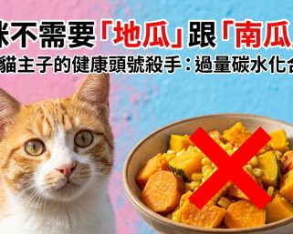 🐱 貓咪主食大陷阱！別讓「隱形碳水」吃掉主子的健康