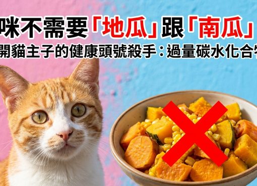 🐱 貓咪主食大陷阱！別讓「隱形碳水」吃掉主子的健康