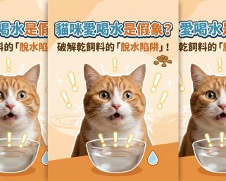 🐱 貓咪喝水大解密！乾食 vs 濕食，真的差很大嗎？