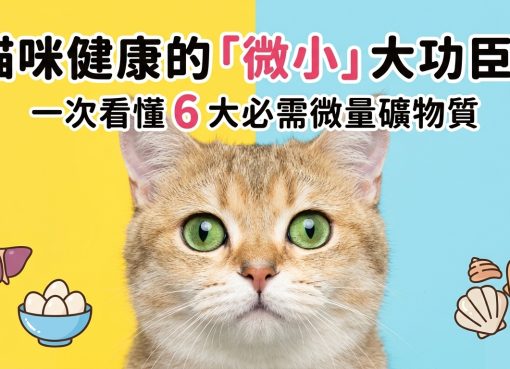 🐱 貓貓活力的小秘密！不可忽視的「微量礦物質」全攻略